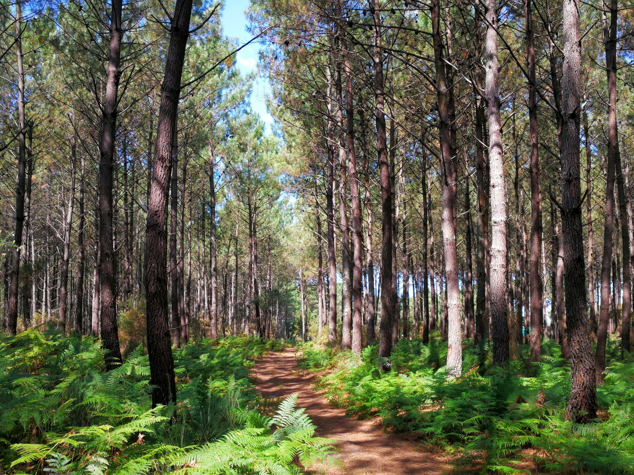 Les Landes - Camping les Chênes - Vieux Boucau